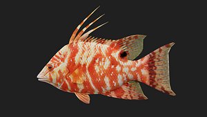 3D model Hogfish
