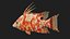 Hogfish