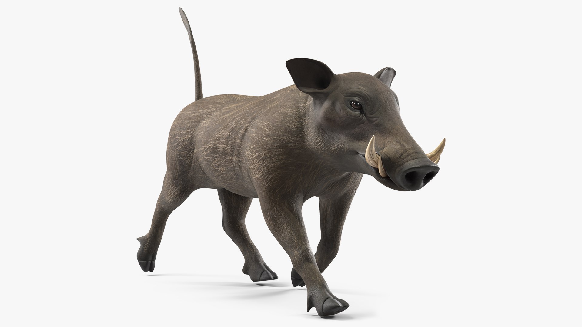 Phacochoerus Africanus Walking Pose 3D model preview