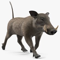 Phacochoerus Africanus Walking Pose