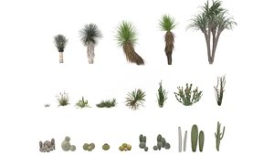 desert plants cactus