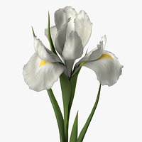 Blooming Iris White