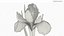 Blooming Iris White