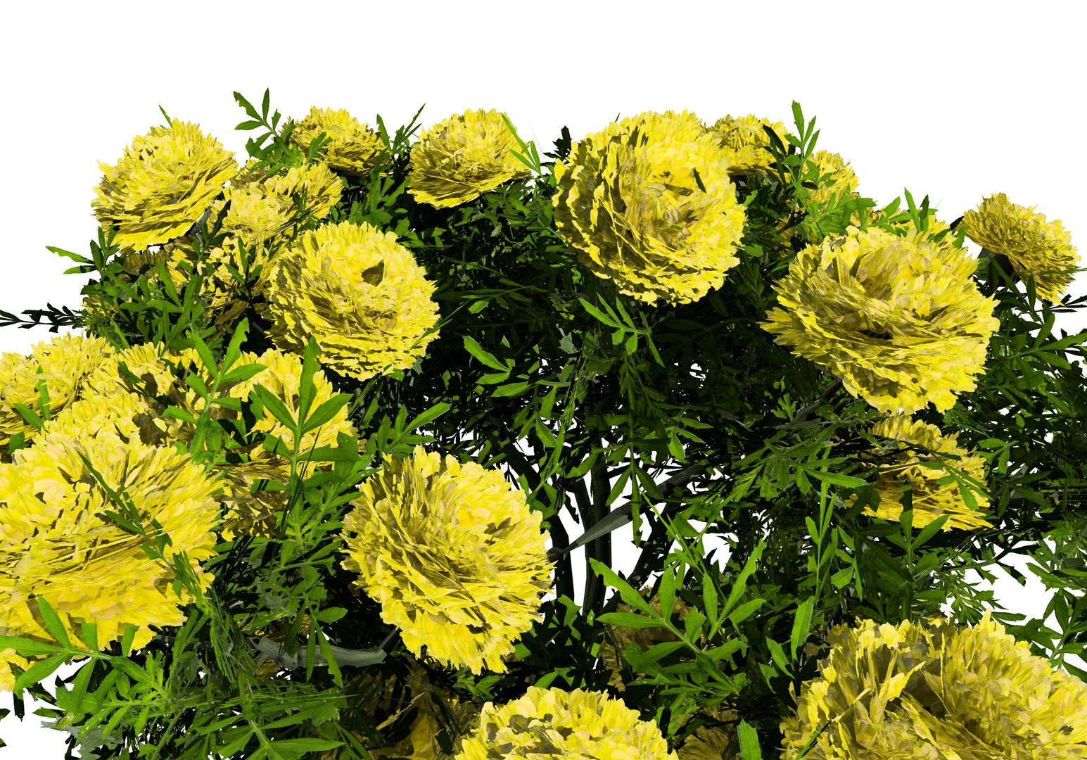 Low-Poly Marigold Deep Orange  Mary Helen model https://p.turbosquid.com/ts-thumb/f3/VGXCQk/EP/marigold_yellowalt0203/jpg/1708595041/1920x1080/fit_q87/88dbb5377ab0e2c767755f8c9877506474338a9a/marigold_yellowalt0203.jpg