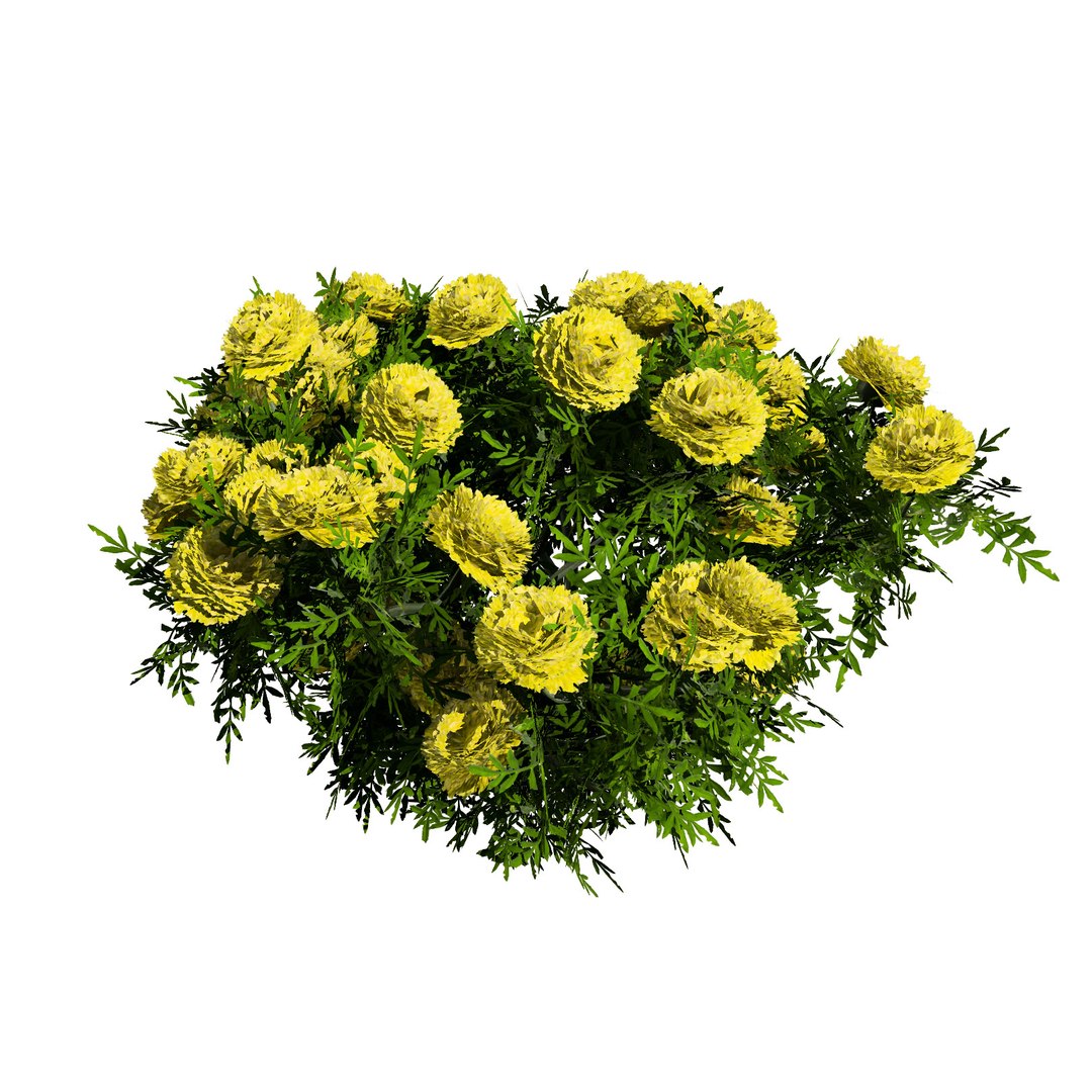 Low-Poly Marigold Deep Orange  Mary Helen model https://p.turbosquid.com/ts-thumb/f3/VGXCQk/eg/marigold_yellowalt02/jpg/1708595042/1920x1080/fit_q87/00d319b92599faf885876875675a6eccf2b54aee/marigold_yellowalt02.jpg