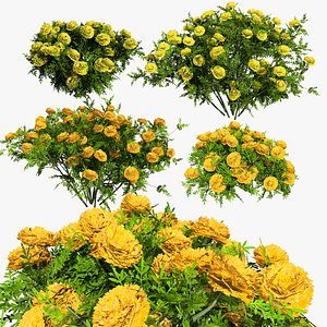 Low-Poly Marigold Deep Orange  Mary Helen model