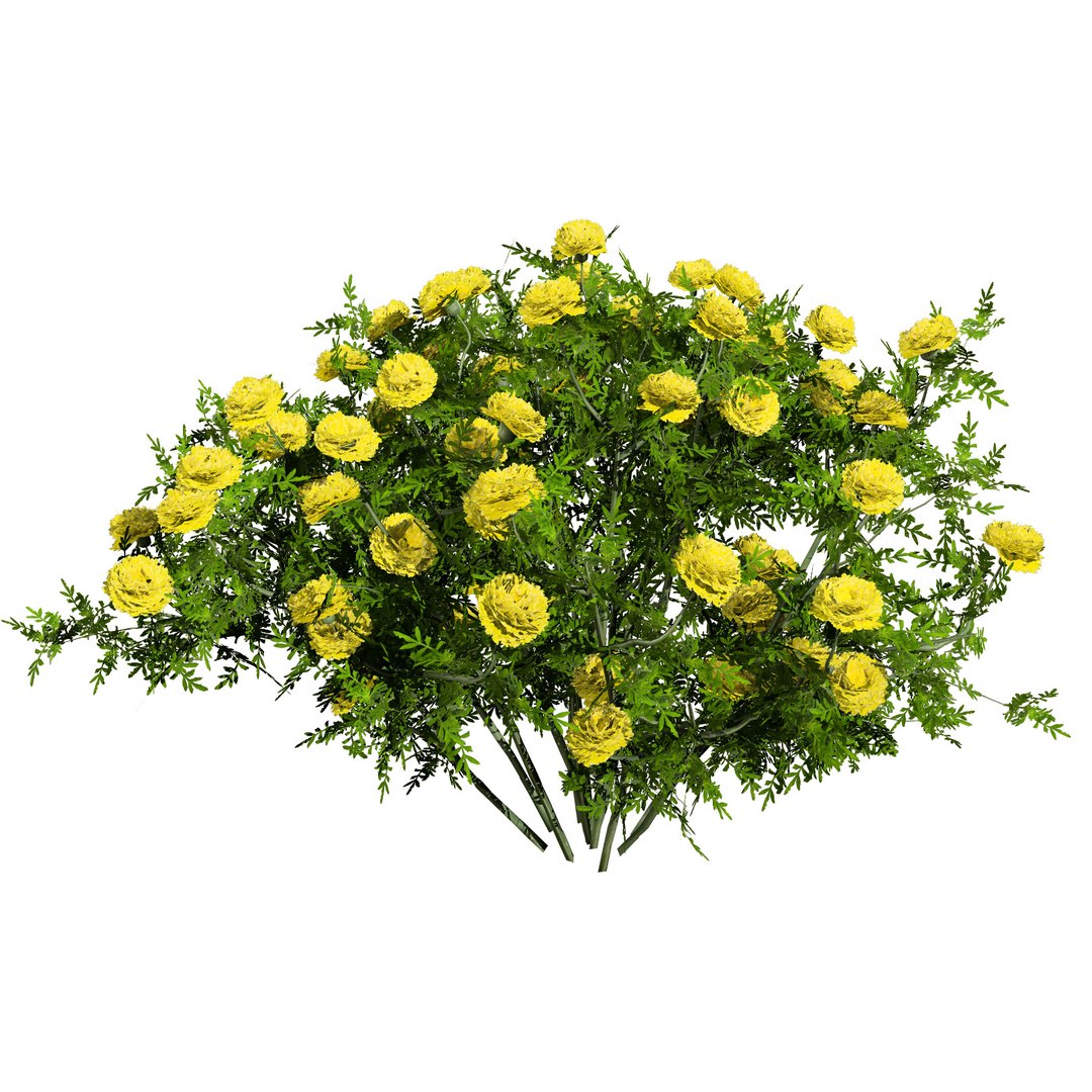 Low-Poly Marigold Deep Orange  Mary Helen model https://p.turbosquid.com/ts-thumb/f3/VGXCQk/xT/marigold_yellow/jpg/1708595041/1920x1080/fit_q87/d9f8717ef0806546d284450d6fbaf9674a436219/marigold_yellow.jpg