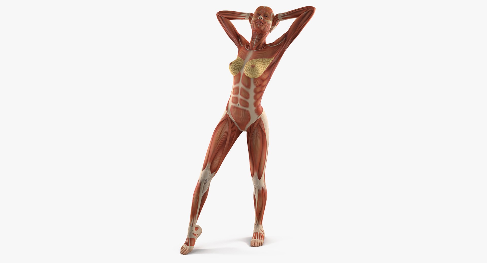 male female muscular anatomy model https://p.turbosquid.com/ts-thumb/f3/Ziu0eO/6qzB9mo8/maleandfemalemuscularsystemanatomyriggedcollectionc4dmodel002/jpg/1593199867/1920x1080/fit_q87/a2dc93f3df32c2b8388fc99207cca7395b71a023/maleandfemalemuscularsystemanatomyriggedcollectionc4dmodel002.jpg