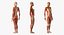Collection truquée d'anatomie du système musculaire masculin et féminin