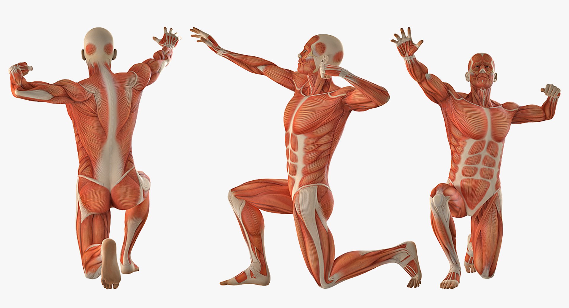 male female muscular anatomy model https://p.turbosquid.com/ts-thumb/f3/Ziu0eO/OgntNpFR/maleandfemalemuscularsystemanatomyriggedcollectionc4dmodel019/jpg/1593199868/1920x1080/fit_q87/7eace08b0253af2dc1df560ac1a1d2d66ed012fa/maleandfemalemuscularsystemanatomyriggedcollectionc4dmodel019.jpg