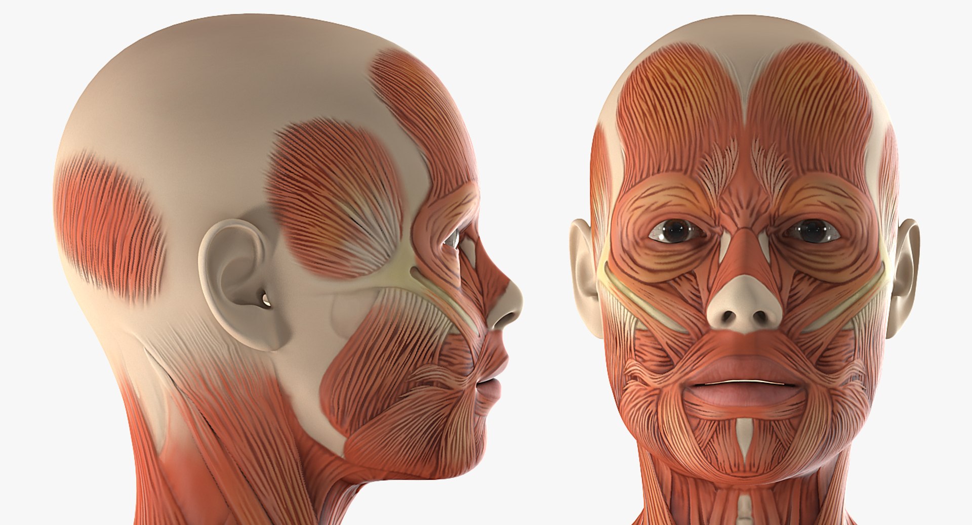 Male female muscular anatomy model - TurboSquid 1582720