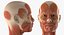Collection truquée d'anatomie du système musculaire masculin et féminin