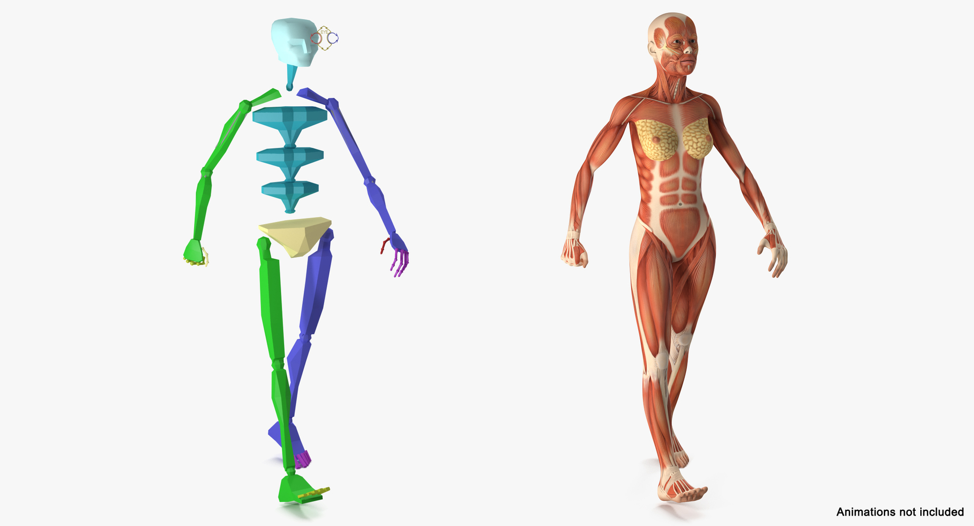 Male Female Muscular Anatomy Model - TurboSquid 1582720
