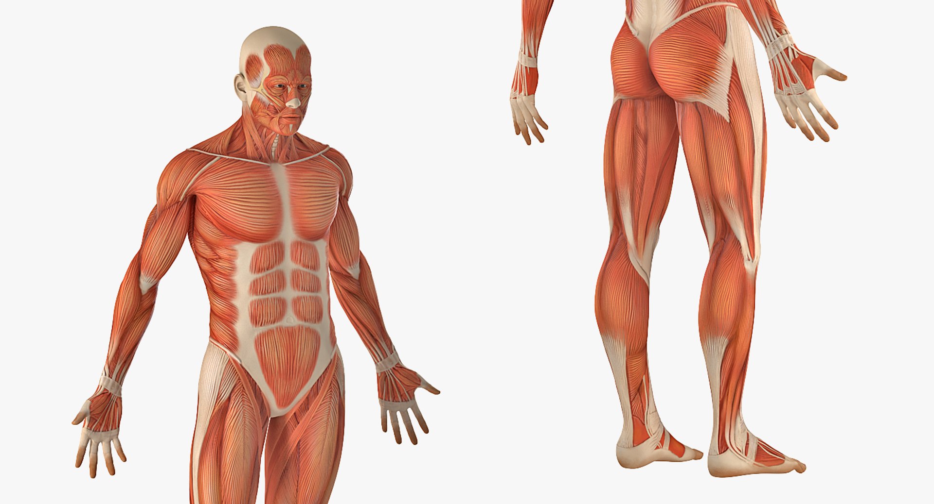 male female muscular anatomy model https://p.turbosquid.com/ts-thumb/f3/Ziu0eO/SlFu5KnL/maleandfemalemuscularsystemanatomyriggedcollectionc4dmodel021/jpg/1593199868/1920x1080/fit_q87/4c13a82313b890e8de83ca3057a59d5c0a411314/maleandfemalemuscularsystemanatomyriggedcollectionc4dmodel021.jpg