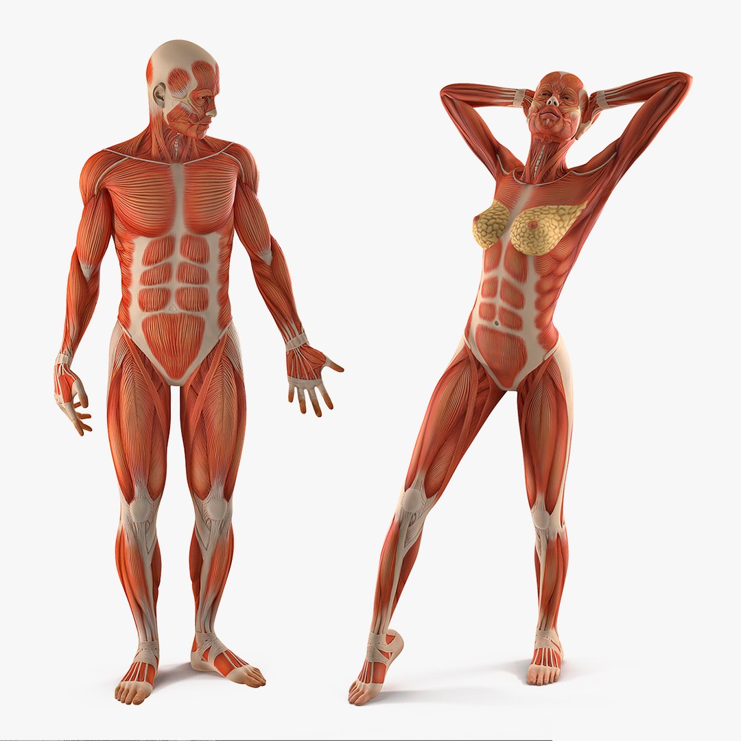 Male and Female Muscular System Anatomy Rigged Collection 3D model preview