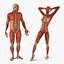 Collection truquée d'anatomie du système musculaire masculin et féminin