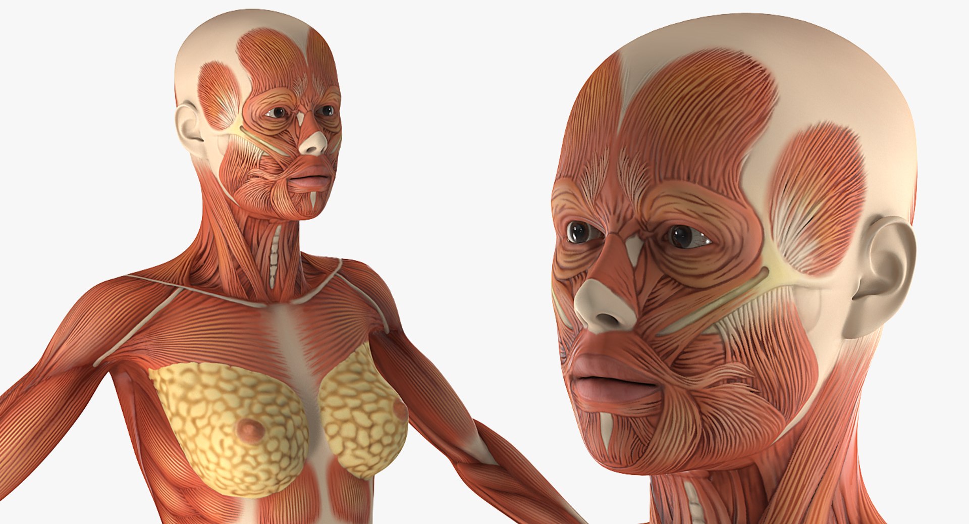 male female muscular anatomy model https://p.turbosquid.com/ts-thumb/f3/Ziu0eO/fkBh11pv/maleandfemalemuscularsystemanatomyriggedcollectionc4dmodel011/jpg/1593199868/1920x1080/fit_q87/3af2f01b94f83582c36d1b26c6d87f2c6dd82e84/maleandfemalemuscularsystemanatomyriggedcollectionc4dmodel011.jpg