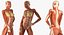 Collection truquée d'anatomie du système musculaire masculin et féminin