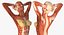 Collection truquée d'anatomie du système musculaire masculin et féminin