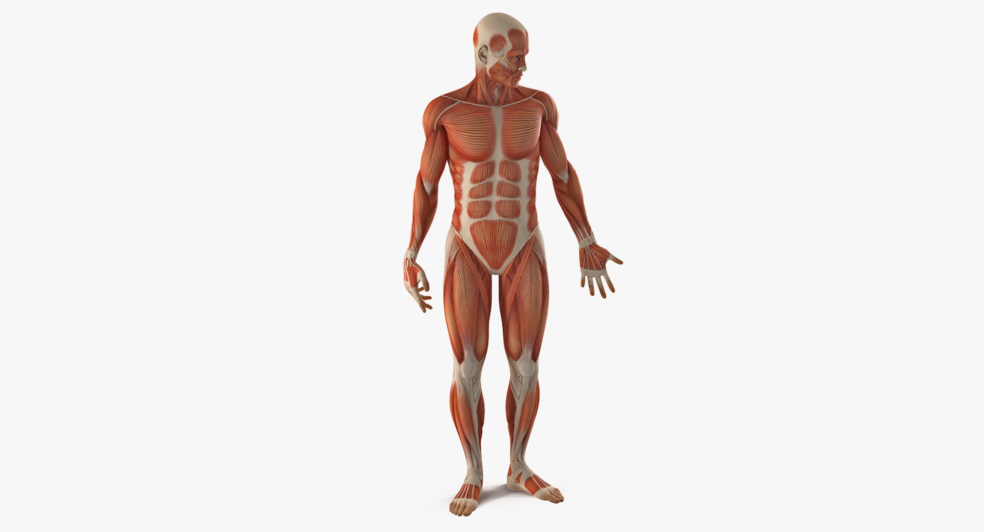 male female muscular anatomy model https://p.turbosquid.com/ts-thumb/f3/Ziu0eO/uw88LHCC/maleandfemalemuscularsystemanatomyriggedcollectionc4dmodel015/jpg/1593199868/1920x1080/fit_q87/6780e45b8aafd1d0783b6c57bb704f8925e64ba5/maleandfemalemuscularsystemanatomyriggedcollectionc4dmodel015.jpg
