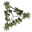 pianta vol 926 - pendente - Pothos - Felce - Lampadario