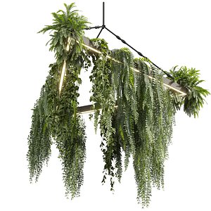 3D plant vol 926 - hanging - Pothos - Fern - Chandelier