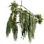 pianta vol 926 - pendente - Pothos - Felce - Lampadario