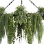 pianta vol 926 - pendente - Pothos - Felce - Lampadario