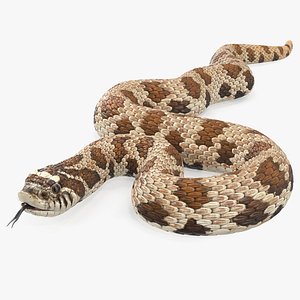 Brown Hognose Snake Coiled Pose