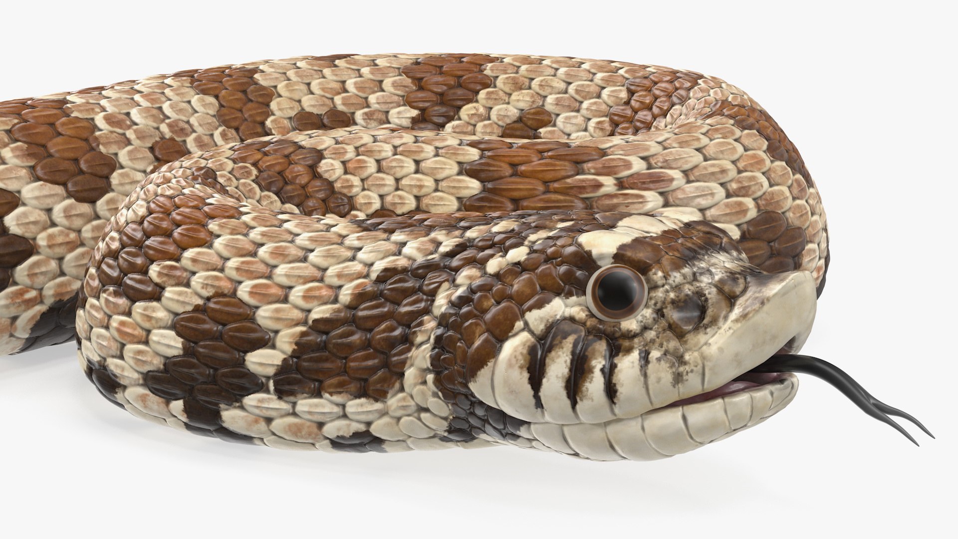 3D brown hognose snake coiled model - TurboSquid 1475427