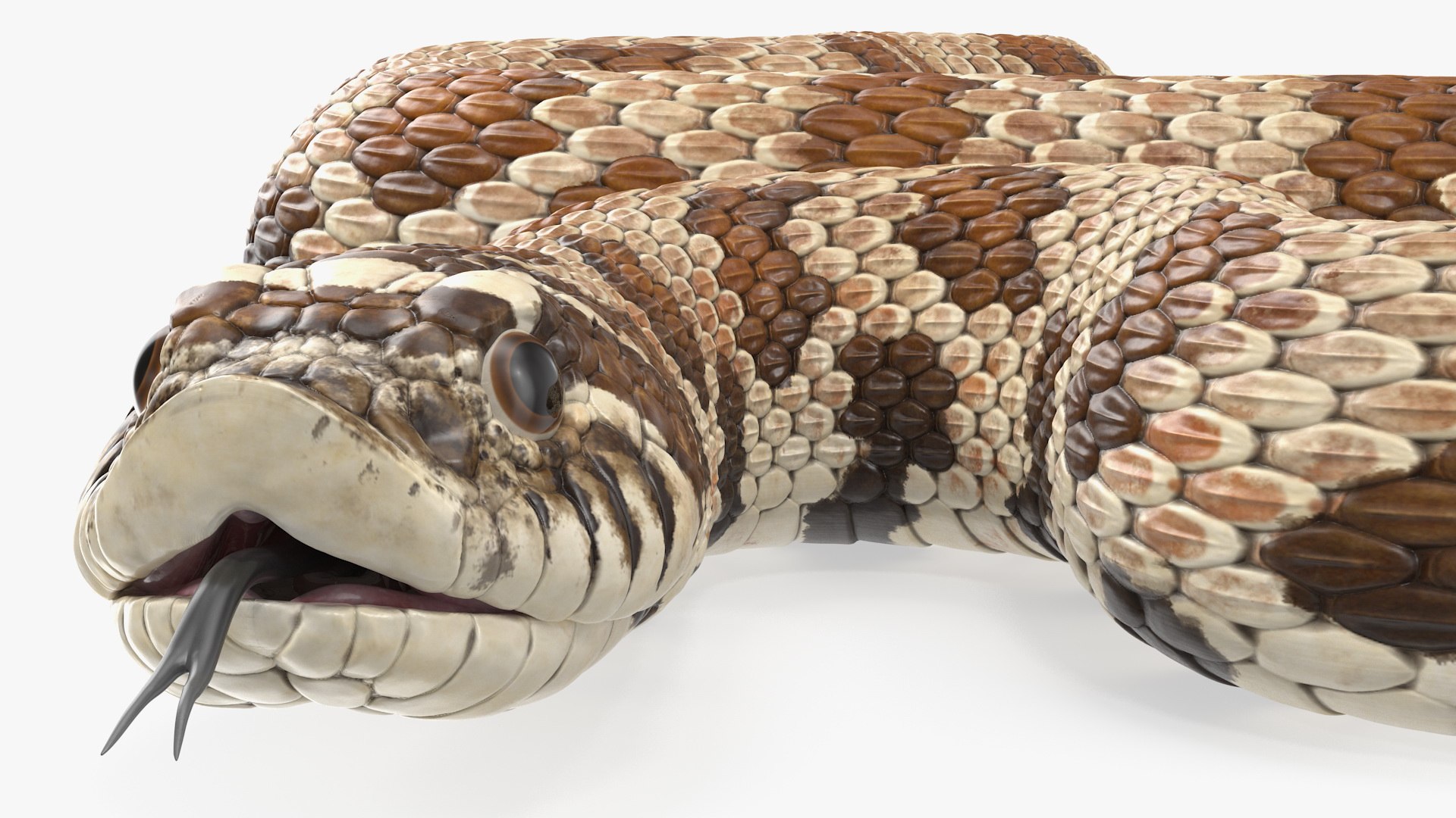 3D brown hognose snake coiled model - TurboSquid 1475427