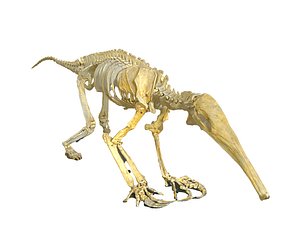 3D model ant-eater skeleton