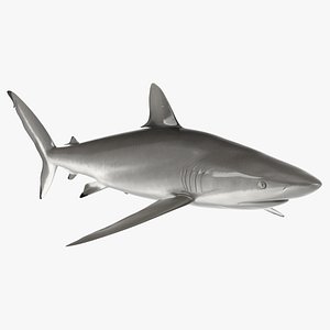 Realistic Silky Shark 3D model