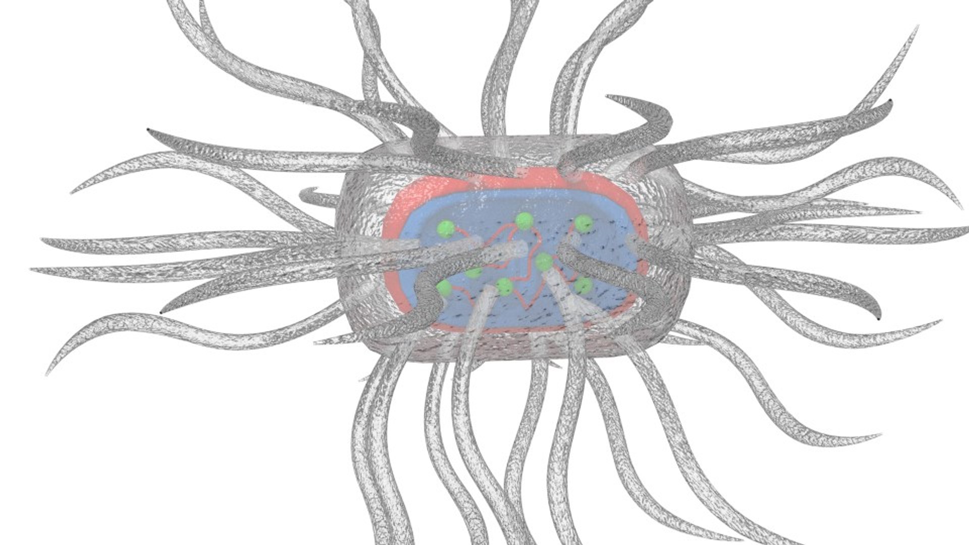 3d model micro parasite https://p.turbosquid.com/ts-thumb/f4/Iycnfn/bbIn6Rqw/grtrdrx2/jpg/1455554494/1920x1080/fit_q87/670b2fb000e3bda3f1bceb50cfa1cba50bc23133/grtrdrx2.jpg