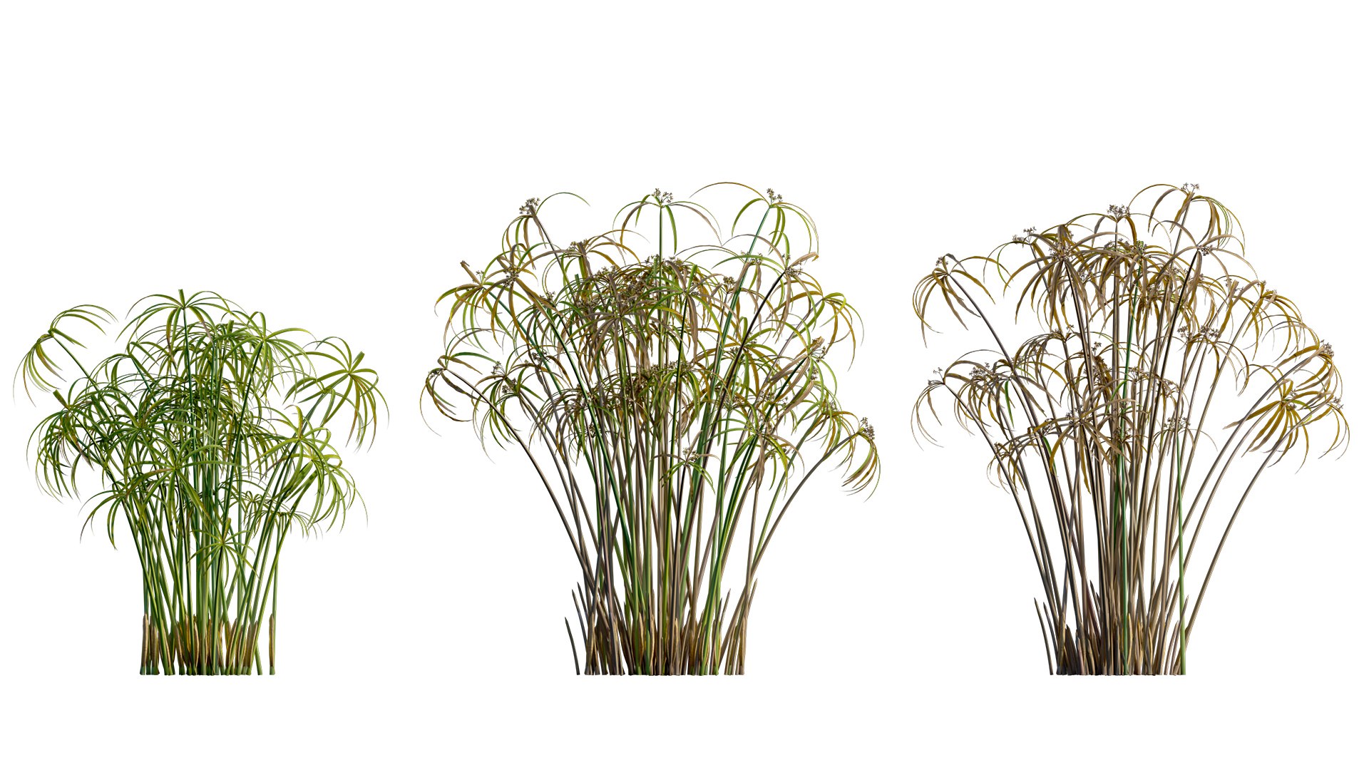 Cyperus alternifolius - Umbrella Plant 3D https://p.turbosquid.com/ts-thumb/f4/J1T3pe/27/3dtree_cyperus_alternifolius_09/jpg/1765155692/1920x1080/fit_q87/86c790ab2cc7cbde303e67a73b33a746adeb56f6/3dtree_cyperus_alternifolius_09.jpg