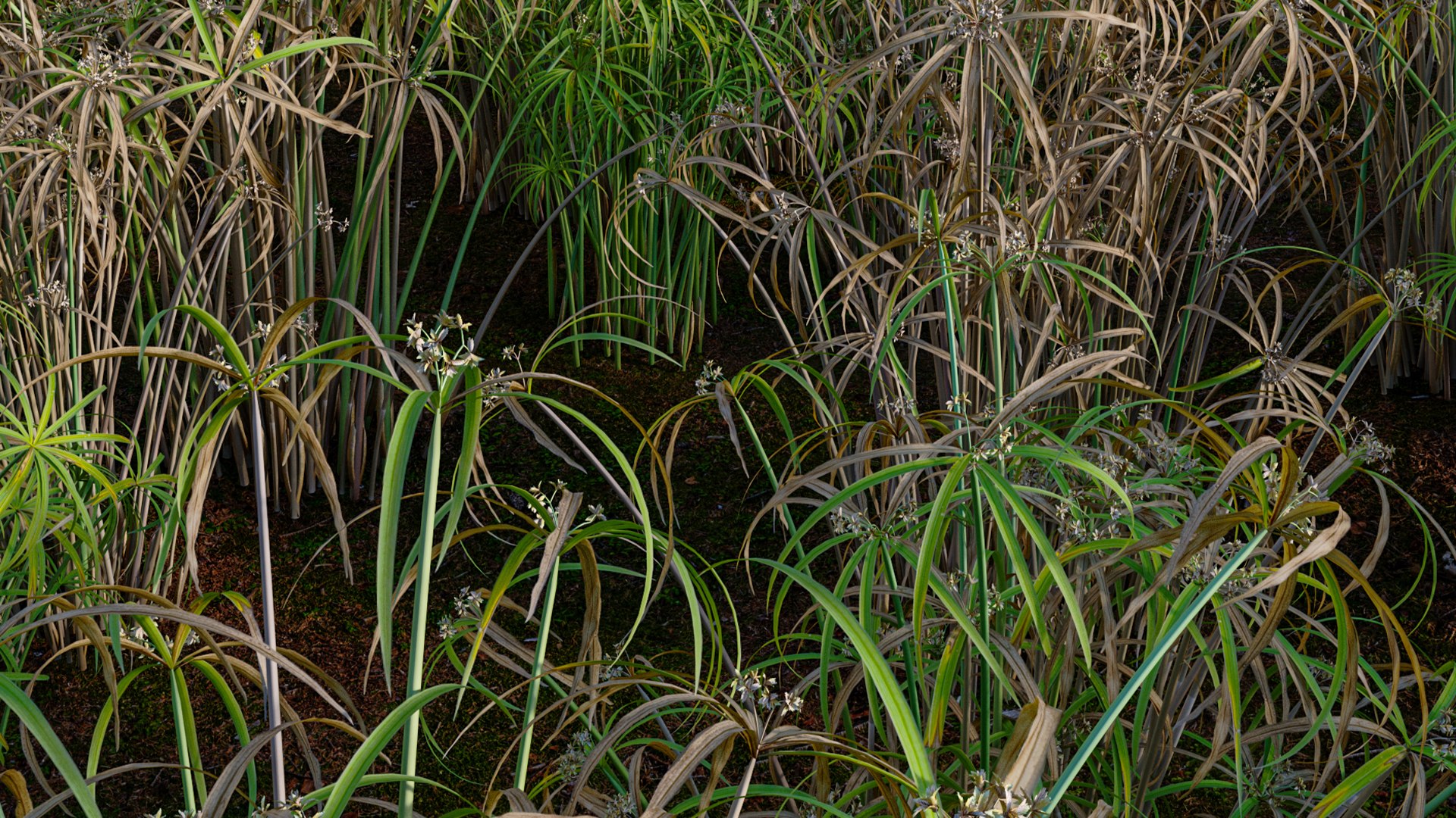 Cyperus alternifolius - Umbrella Plant 3D https://p.turbosquid.com/ts-thumb/f4/J1T3pe/6R/3dtree_cyperus_alternifolius_11/jpg/1765155694/1920x1080/fit_q87/58bc0dbc0e6f1184ad157350e556ffe48da18cbc/3dtree_cyperus_alternifolius_11.jpg