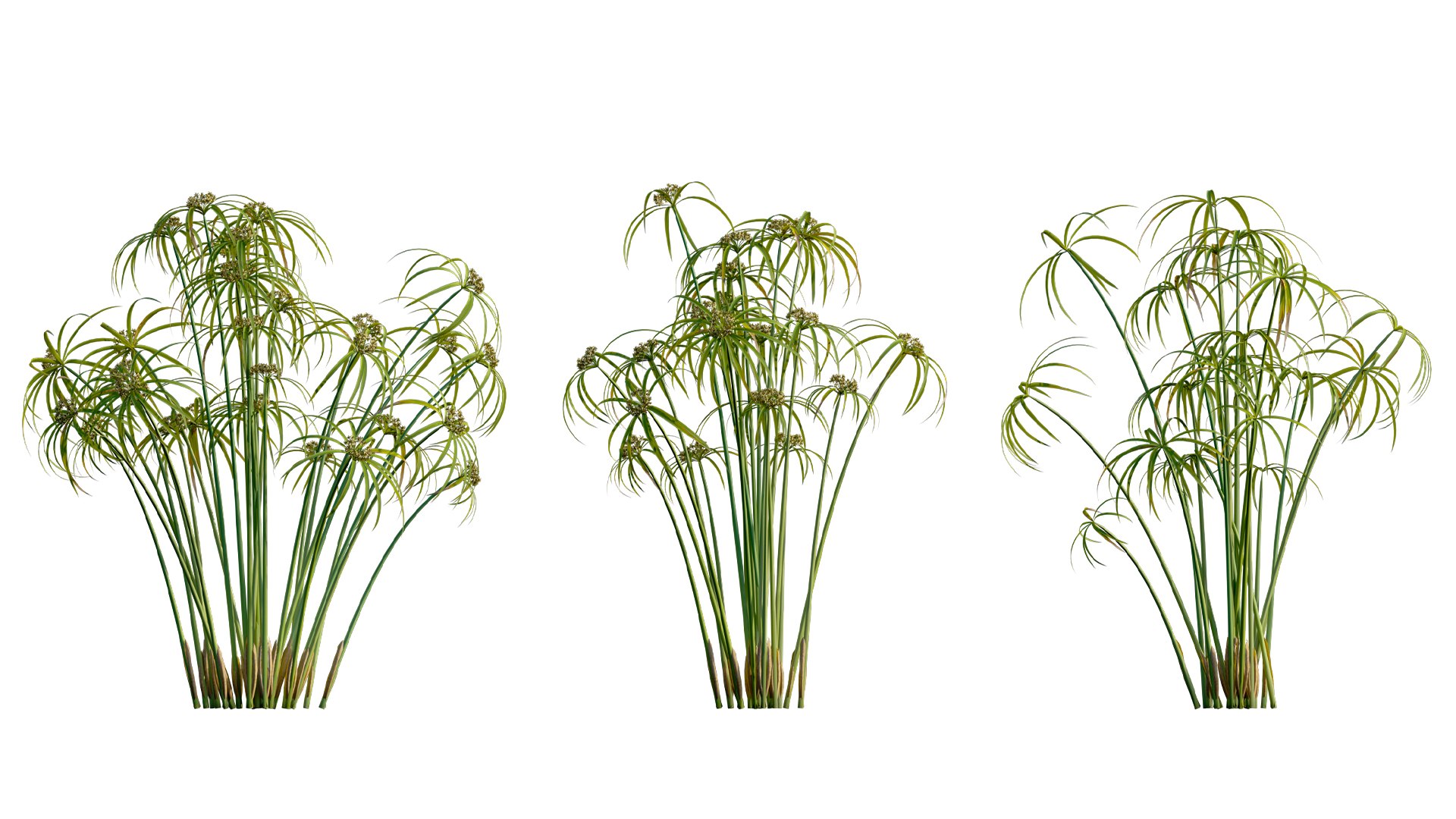 Cyperus alternifolius - Umbrella Plant 3D https://p.turbosquid.com/ts-thumb/f4/J1T3pe/E0/3dtree_cyperus_alternifolius_08/jpg/1765155691/1920x1080/fit_q87/8d3423aeb4e5b86145d5ff29b891ed6efe7306d1/3dtree_cyperus_alternifolius_08.jpg