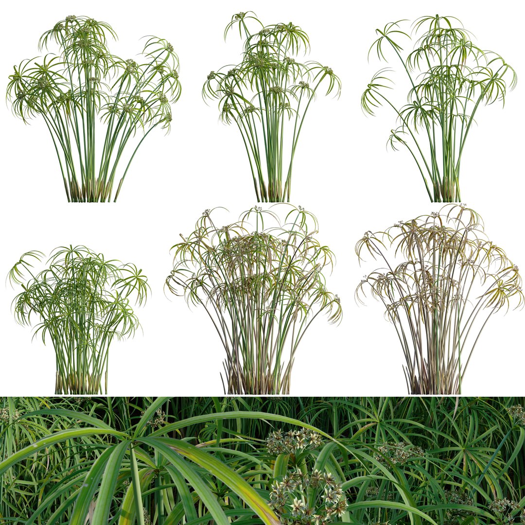 Cyperus alternifolius - Umbrella Plant 3D https://p.turbosquid.com/ts-thumb/f4/J1T3pe/Y0/3dtree_cyperus_alternifolius_01/jpg/1765155692/1920x1080/fit_q87/690d3007c4b50f1bf0d3ef87173455d2f5a78d80/3dtree_cyperus_alternifolius_01.jpg