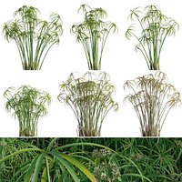 Cyperus alternifolius - Umbrella Plant
