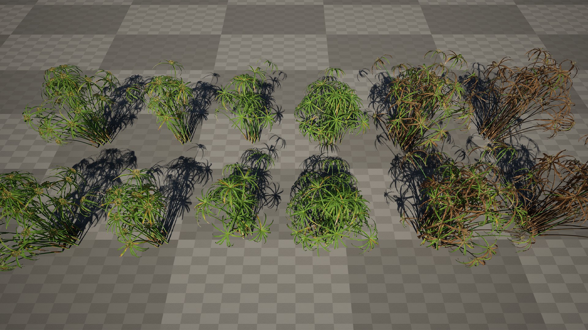 Cyperus alternifolius - Umbrella Plant 3D https://p.turbosquid.com/ts-thumb/f4/J1T3pe/mg/3dtree_cyperus_alternifolius_17/jpg/1765155697/1920x1080/fit_q87/e38a0f3767a26a5af690f2b8896f092bd2a3398b/3dtree_cyperus_alternifolius_17.jpg