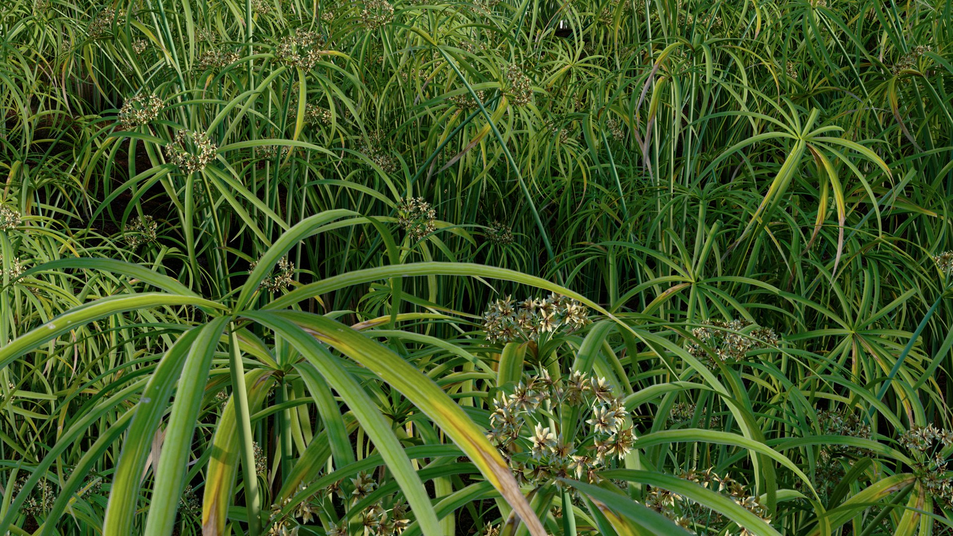 Cyperus alternifolius - Umbrella Plant 3D https://p.turbosquid.com/ts-thumb/f4/J1T3pe/mt/3dtree_cyperus_alternifolius_12/jpg/1765155695/1920x1080/fit_q87/f4d4359d75aa562702531823e2249e1e98176296/3dtree_cyperus_alternifolius_12.jpg