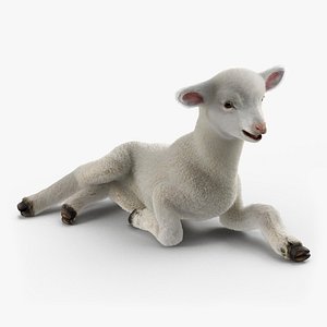 Lamb Lying Pose with Fur 3D Model