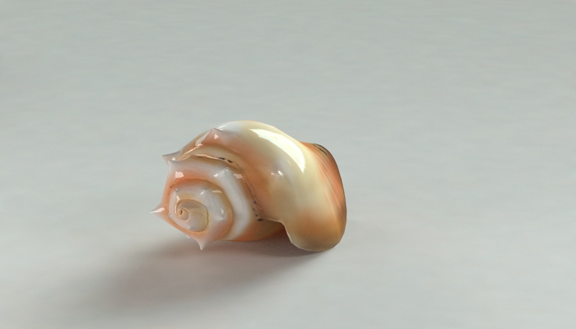 Max Caracol Shell