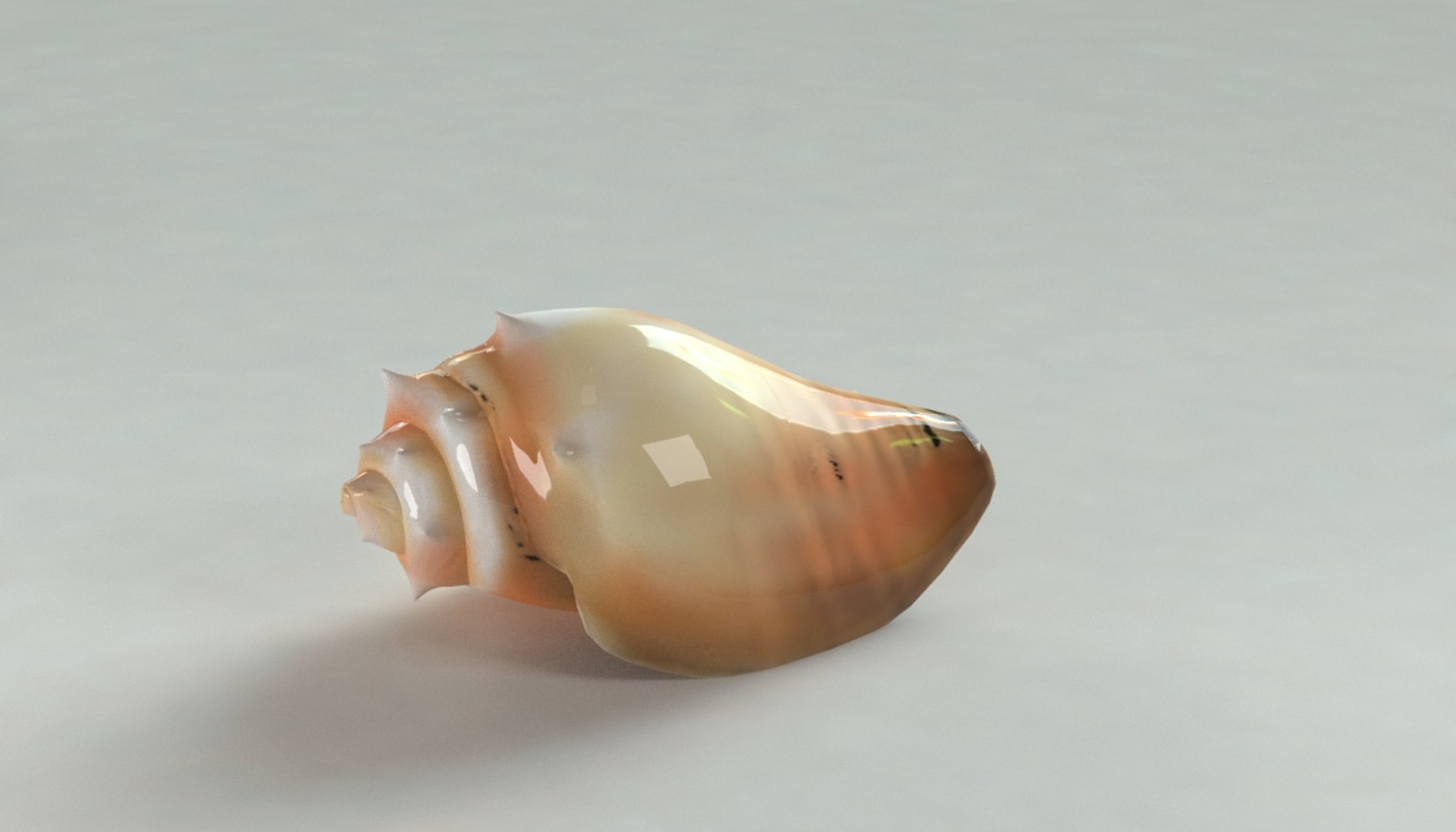 Max Caracol Shell