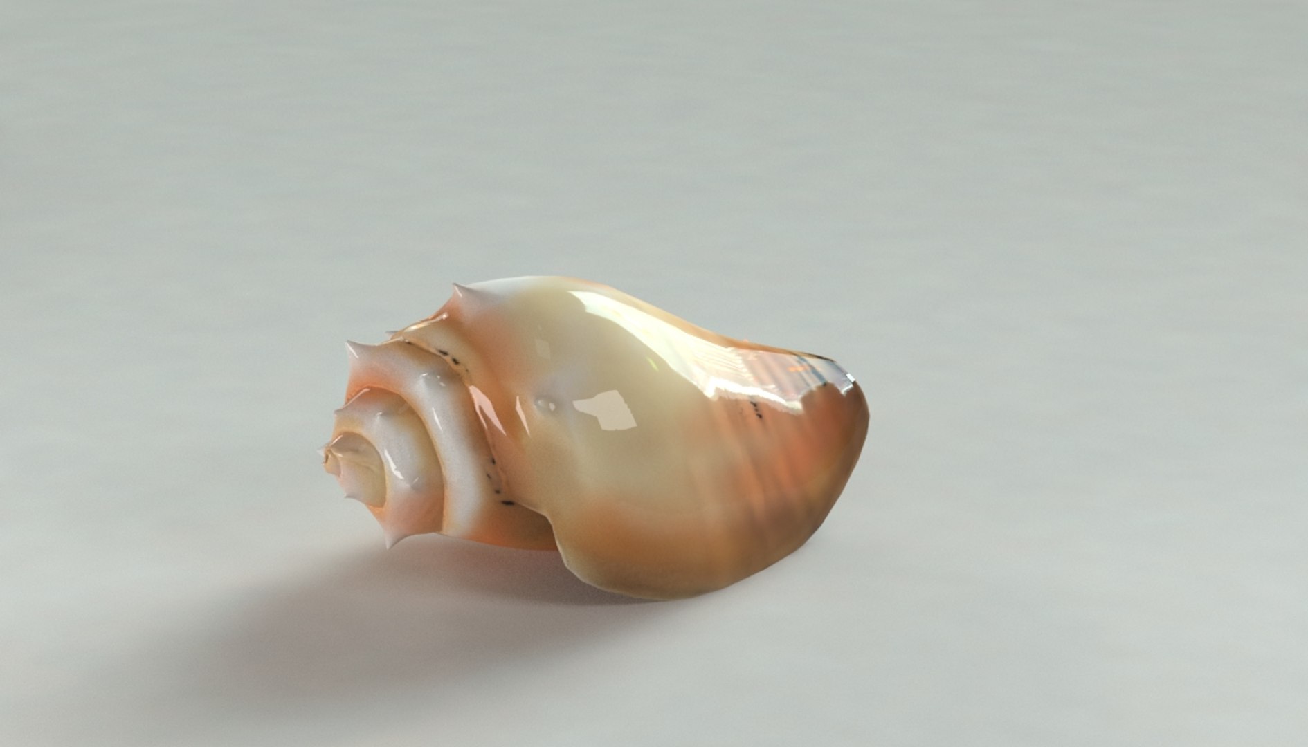 Max Caracol Shell