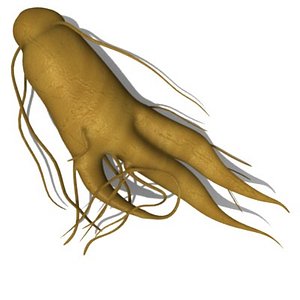 ginseng root 3d 3ds