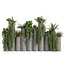 pianta vol 1015 - Felci - edera - pothos - cespuglio