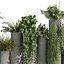 pianta vol 1015 - Felci - edera - pothos - cespuglio