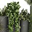 pianta vol 1015 - Felci - edera - pothos - cespuglio