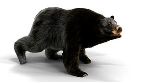 3D bear fur animation